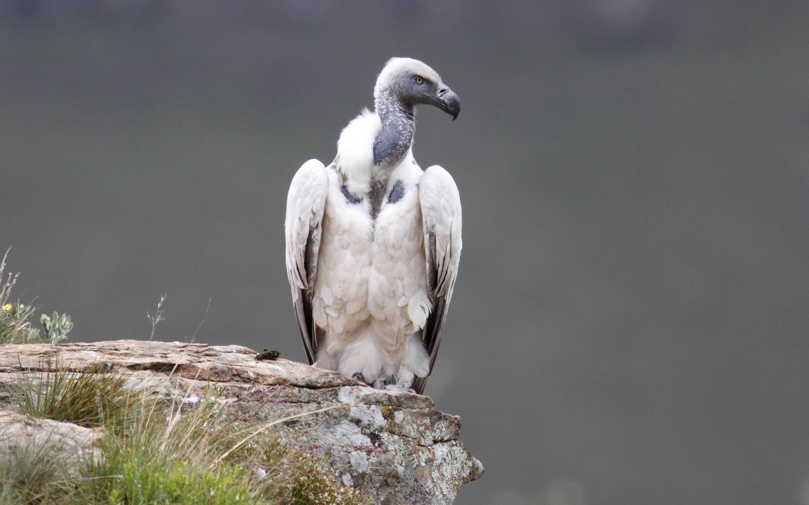image Cape Vulture